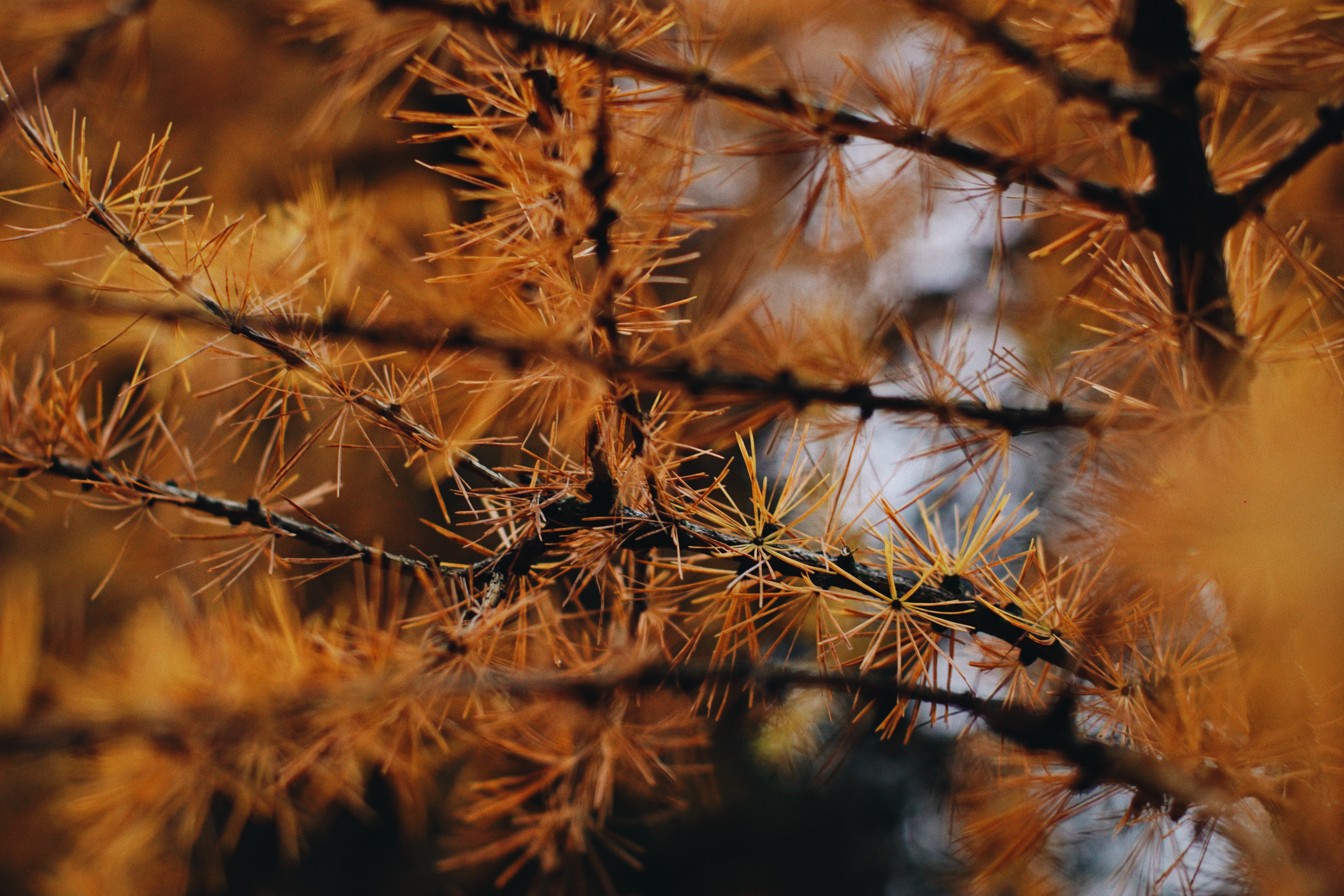 brown-leafed tree